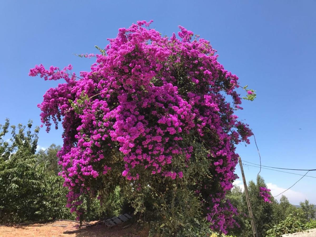 Vila Casas Bemposta Monchique Exteriér fotografie